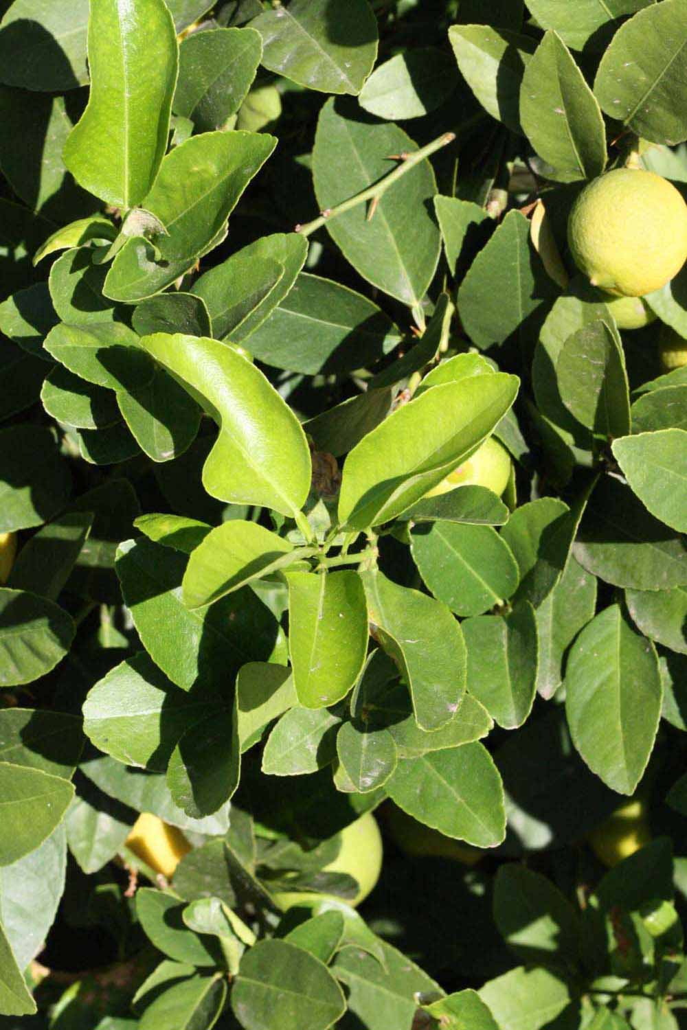            Sun leaves (Riverside, CA)   